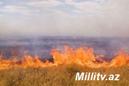 Qusarda 120 hektar taxıl sahəsi yanıb - FOTO